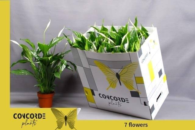 Горшечные цветы и растения оптом Spath Sweet Benito от 11шт из Голландии с доставкой по России