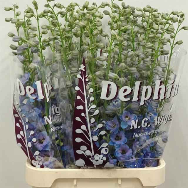 Срезанные цветы оптом Delphinium do dewi azul от 40шт из Голландии с доставкой по России