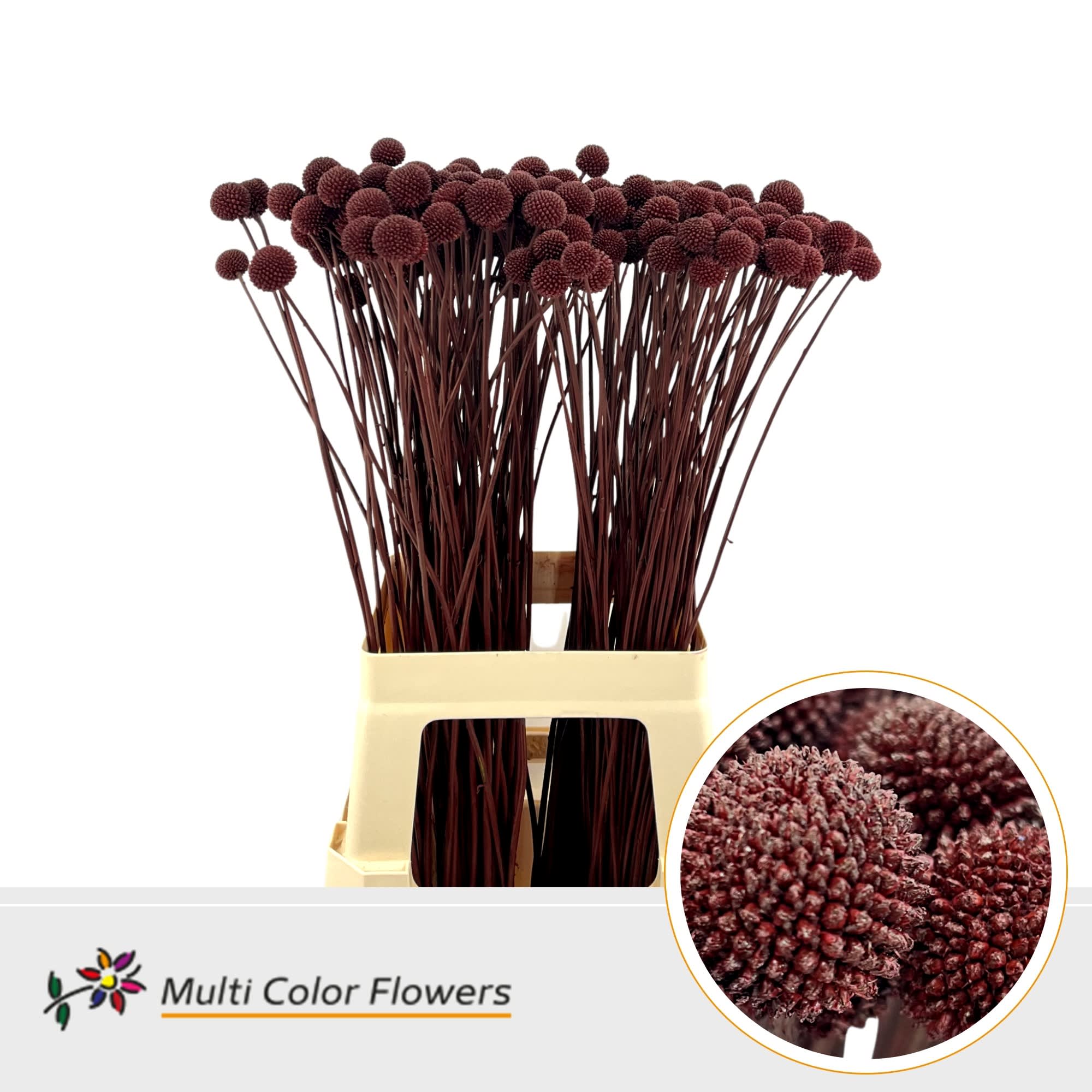 Срезанные цветы оптом Craspedia paint bordeaux от 200шт из Голландии с доставкой по России