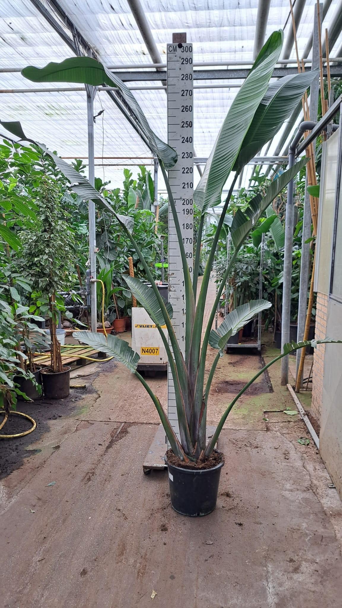 Горшечные цветы и растения оптом Strelitzia Nicolaii от 1шт из Голландии с доставкой по России