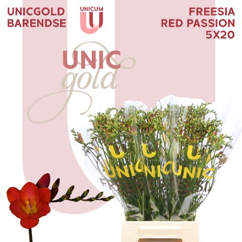 Срезанные цветы оптом Freesia si red passion от 100шт из Голландии с доставкой по России