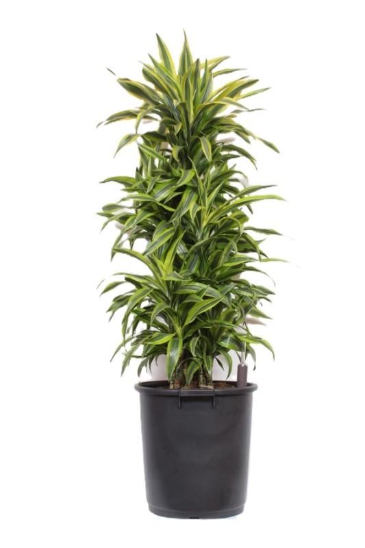 Горшечные цветы и растения оптом Dracaena Lemon Lime от 1шт из Голландии с доставкой по России