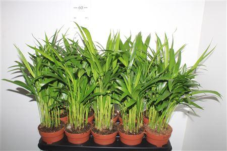 Горшечные цветы и растения оптом Dypsis Lutescens 15pp от 10шт из Голландии с доставкой по России