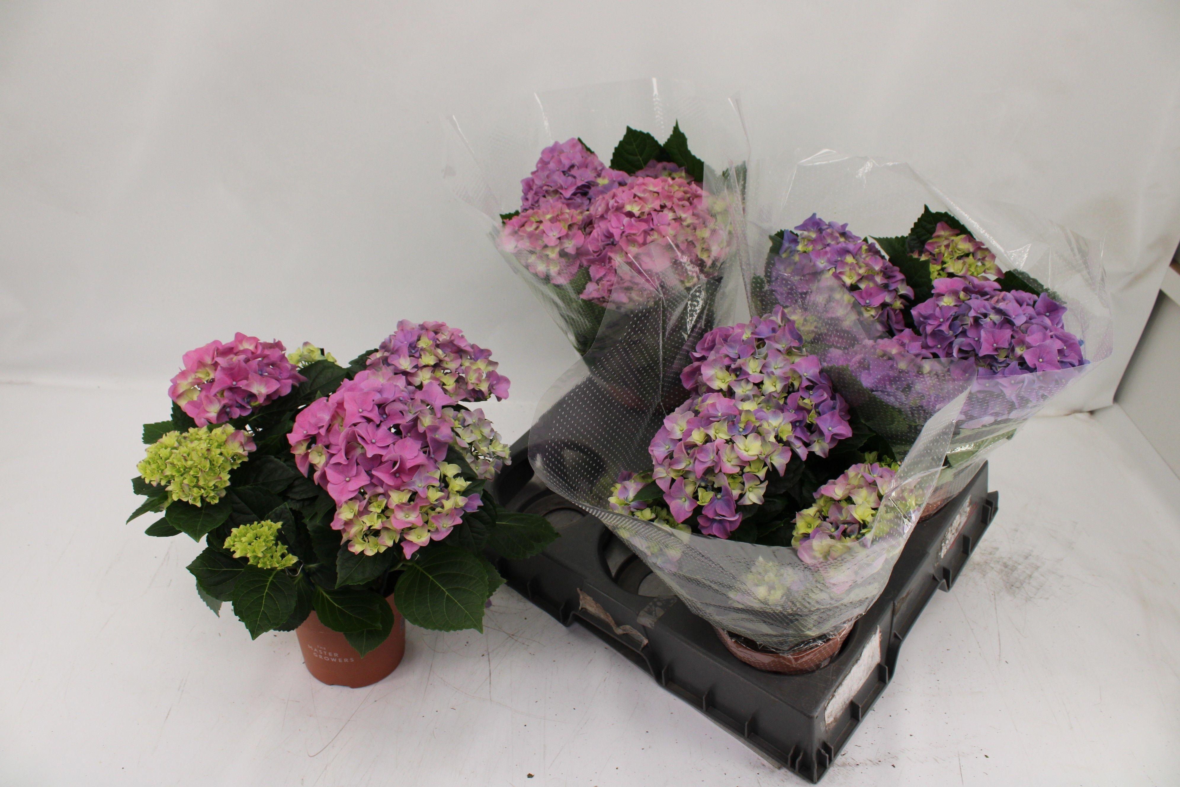 Горшечные цветы и растения оптом Hydr M Early Blue от 4шт из Голландии с доставкой по России