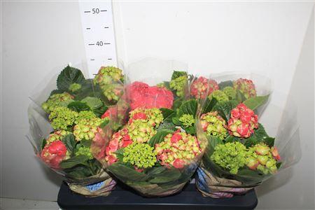 Горшечные цветы и растения оптом Hydr M Hi Fire от 6шт из Голландии с доставкой по России