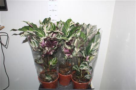 Горшечные цветы и растения оптом Calat Fusion White P19 от 5шт из Голландии с доставкой по России