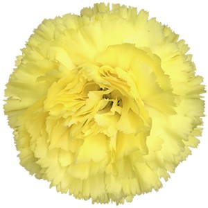 Срезанные цветы оптом Dianthus st diletta от 80шт из Голландии с доставкой по России