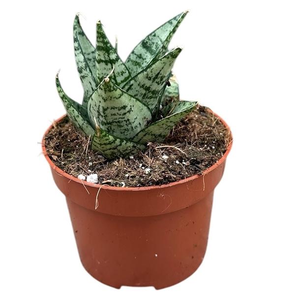 Горшечные цветы и растения оптом Sansevieria Ehrendel от 1шт из Голландии с доставкой по России
