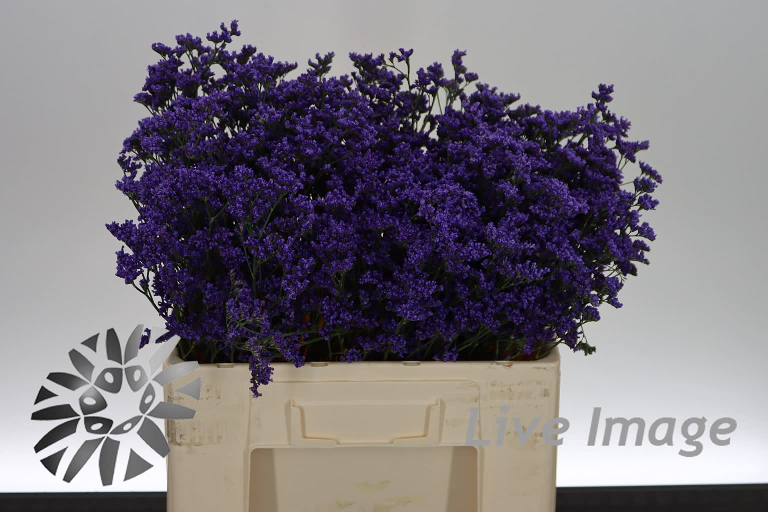 Срезанные цветы оптом Limonium kansas blue от 50шт из Голландии с доставкой по России