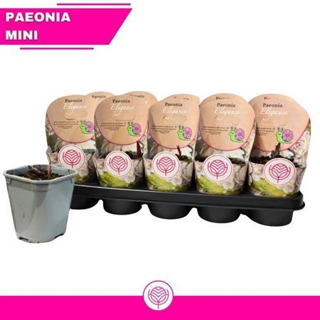 Горшечные цветы и растения оптом Paeonia White от 10шт из Голландии с доставкой по России