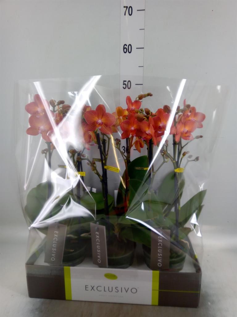 Горшечные цветы и растения оптом Phalaenopsis Multi.   ...orange от 6шт из Голландии с доставкой по России