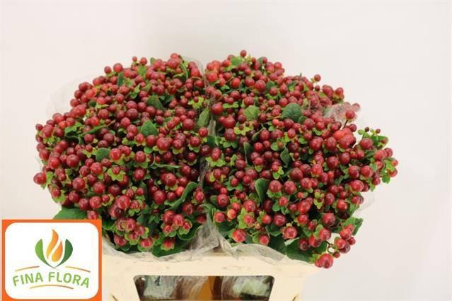 Срезанные цветы оптом Hypericum mag seasons от 100шт из Голландии с доставкой по России