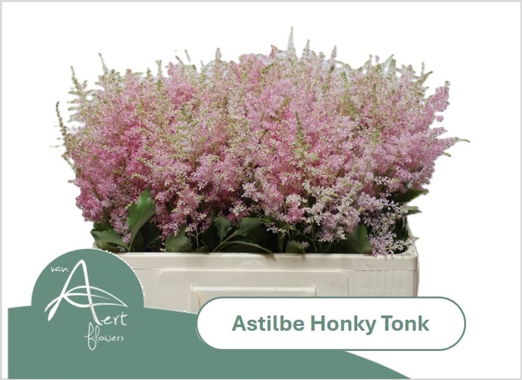 Срезанные цветы оптом Astilbe honky tonk от 100шт из Голландии с доставкой по России