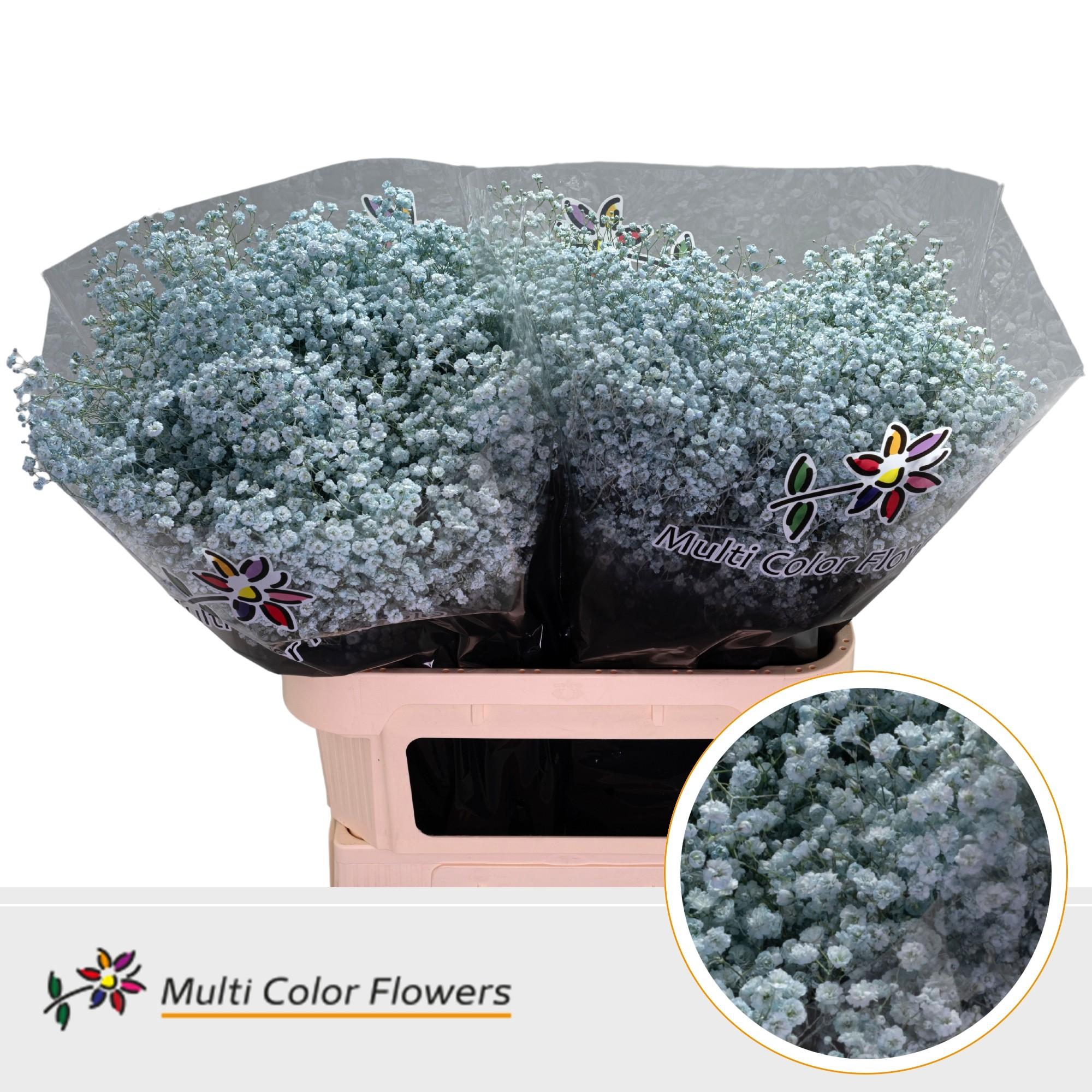 Срезанные цветы оптом Gyps large paint blue light от 50шт из Голландии с доставкой по России