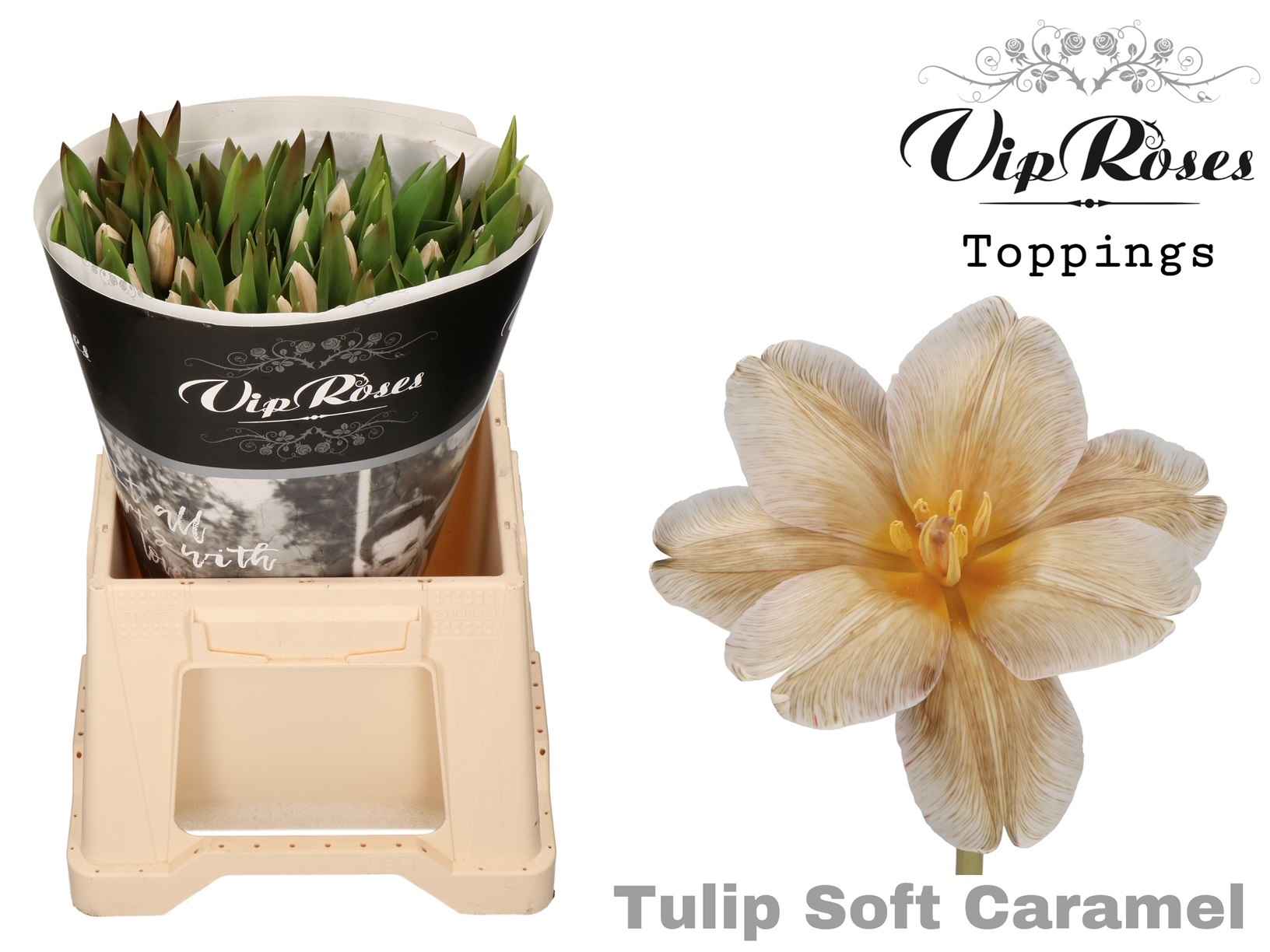 Срезанные цветы оптом Tulipa si paint soft caramel от 50шт из Голландии с доставкой по России