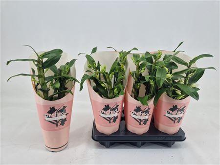 Горшечные цветы и растения оптом Dendr N Sc Apollon 2-3 Branches от 6шт из Голландии с доставкой по России