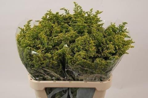 Срезанные цветы оптом Solidago carzan glory от 100шт из Голландии с доставкой по России