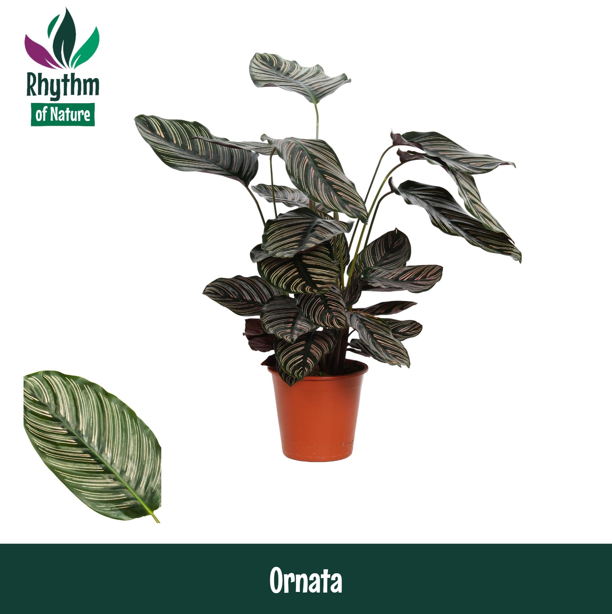 Горшечные цветы и растения оптом Calathea Ornata Rhythm Of Nature от 1шт из Голландии с доставкой по России