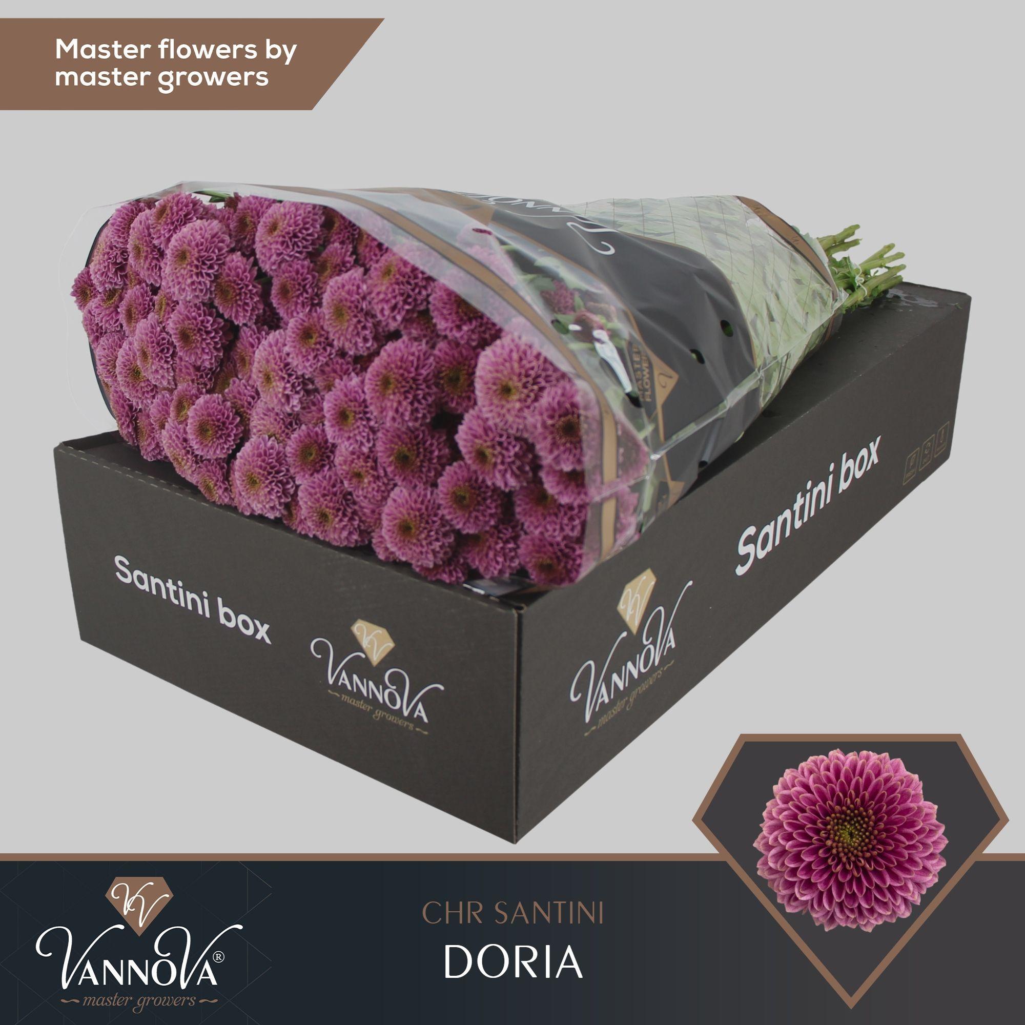 Срезанные цветы оптом Chrys sa doria от 25шт из Голландии с доставкой по России