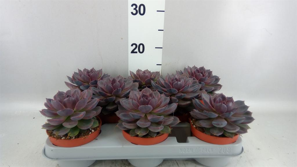 Горшечные цветы и растения оптом Echeveria ... от 8шт из Голландии с доставкой по России