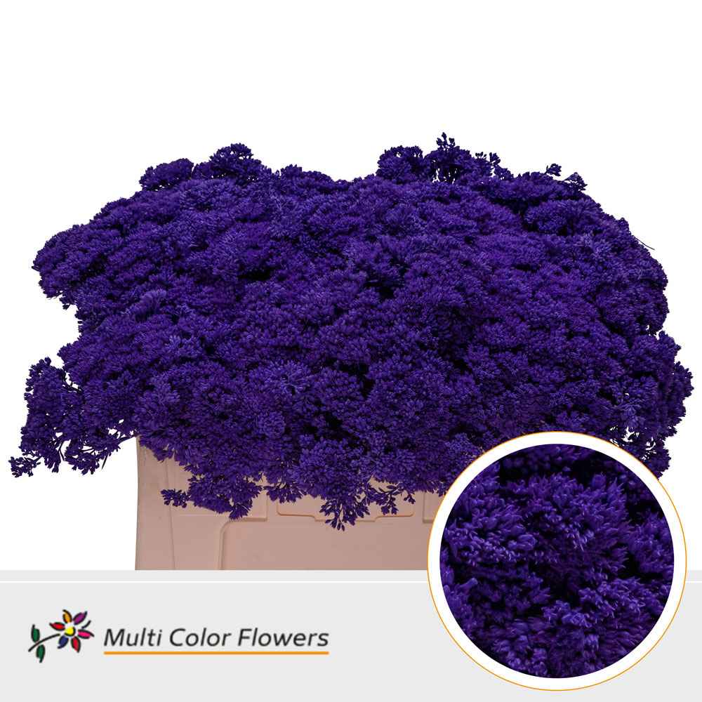 Срезанные цветы оптом Sedum paint violet от 50шт из Голландии с доставкой по России