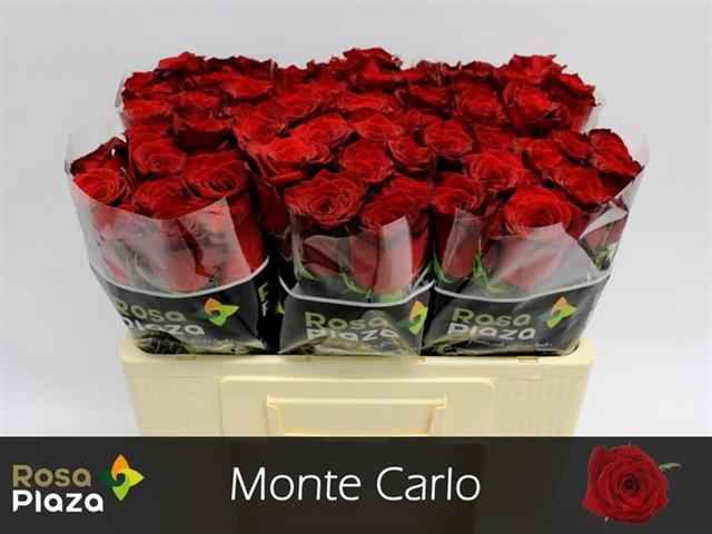 Срезанные цветы оптом Rosa la monte carlo от 60шт из Голландии с доставкой по России