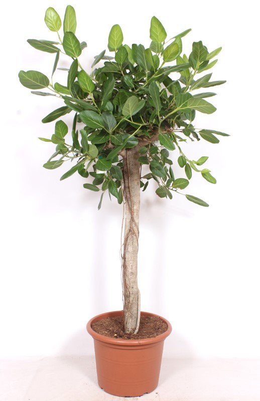 Горшечные цветы и растения оптом Ficus Benghalensis от 1шт из Голландии с доставкой по России