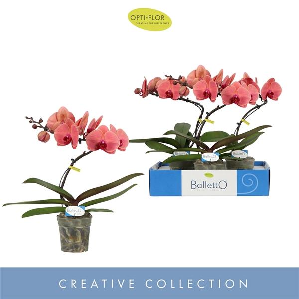Горшечные цветы и растения оптом Phal 1st Balletto Orange (opti) от 3шт из Голландии с доставкой по России