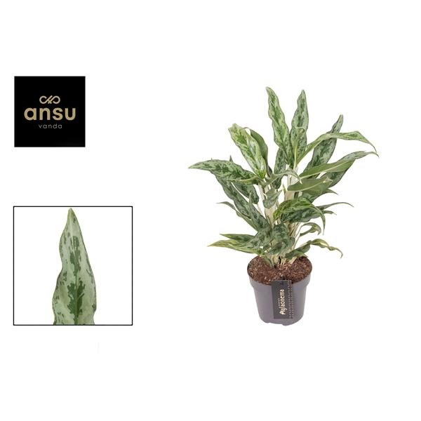 Горшечные цветы и растения оптом Aglaonema Greyhound от 6шт из Голландии с доставкой по России Горшечные цветы и растения оптом Aglaonema Greyhound от 6шт из Голландии с доставкой по России