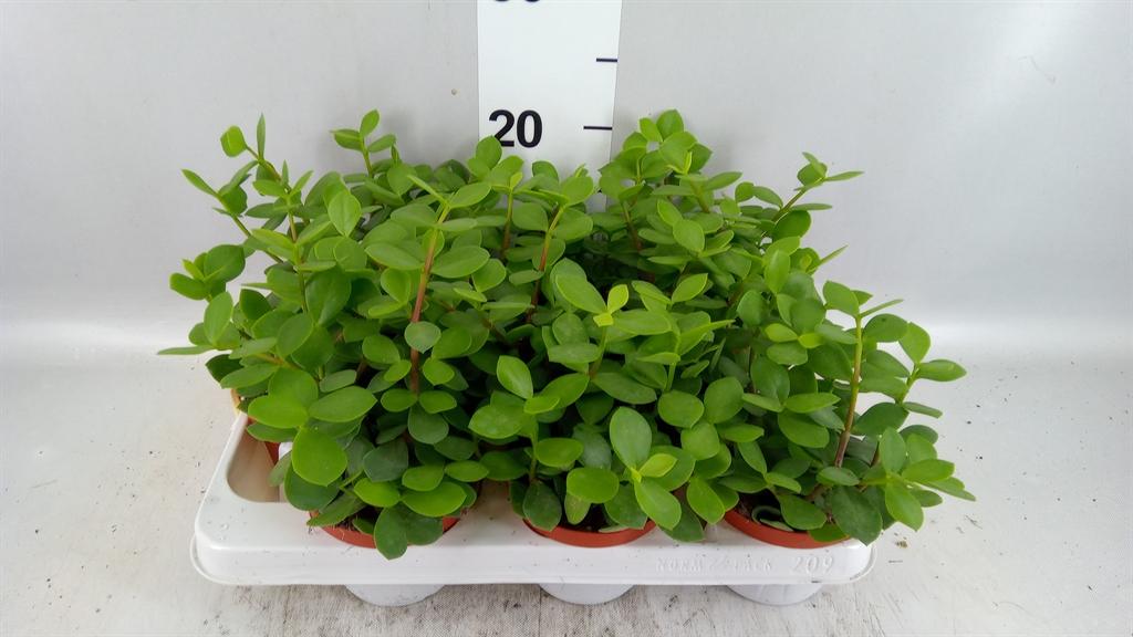 Горшечные цветы и растения оптом Portulacaria Afra от 9шт из Голландии с доставкой по России