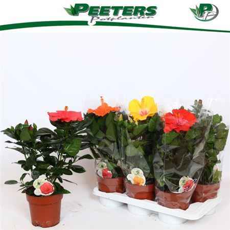 Горшечные цветы и растения оптом Hibis Sunny Gem 6 Branche от 6шт из Голландии с доставкой по России