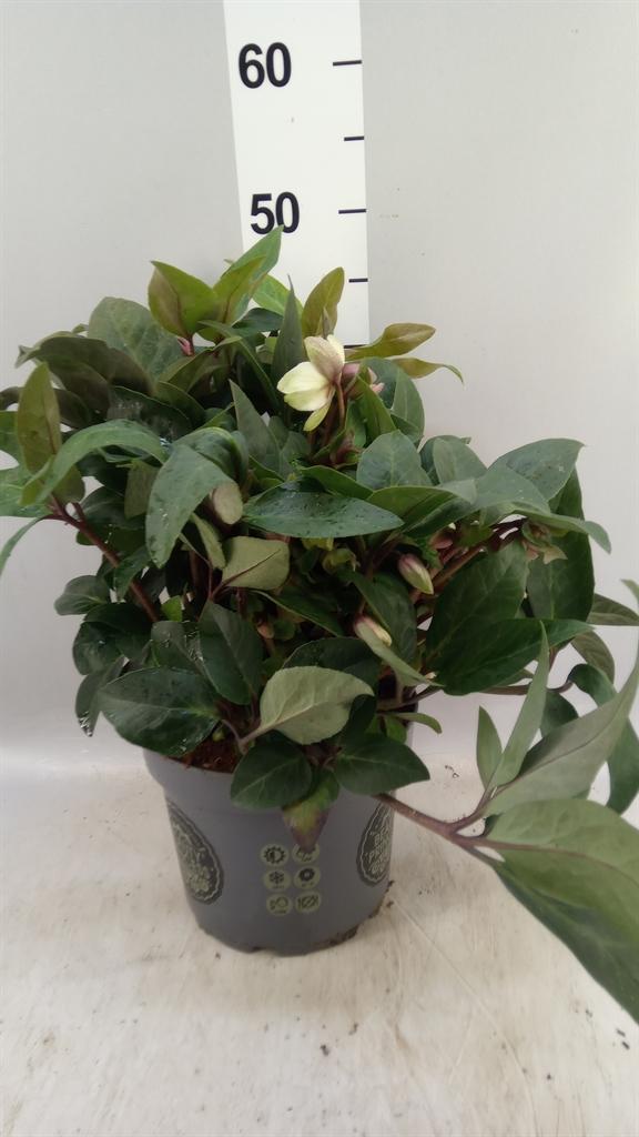Горшечные цветы и растения оптом Helleborus beauty Princess от 1шт из Голландии с доставкой по России