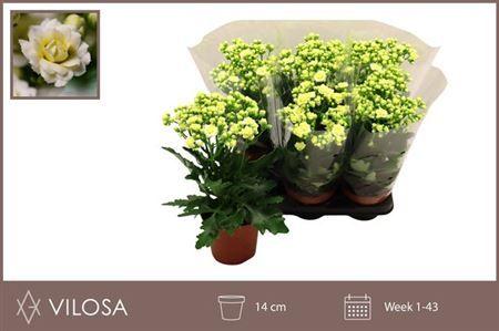 Горшечные цветы и растения оптом Kal Ge Sunny White от 6шт из Голландии с доставкой по России