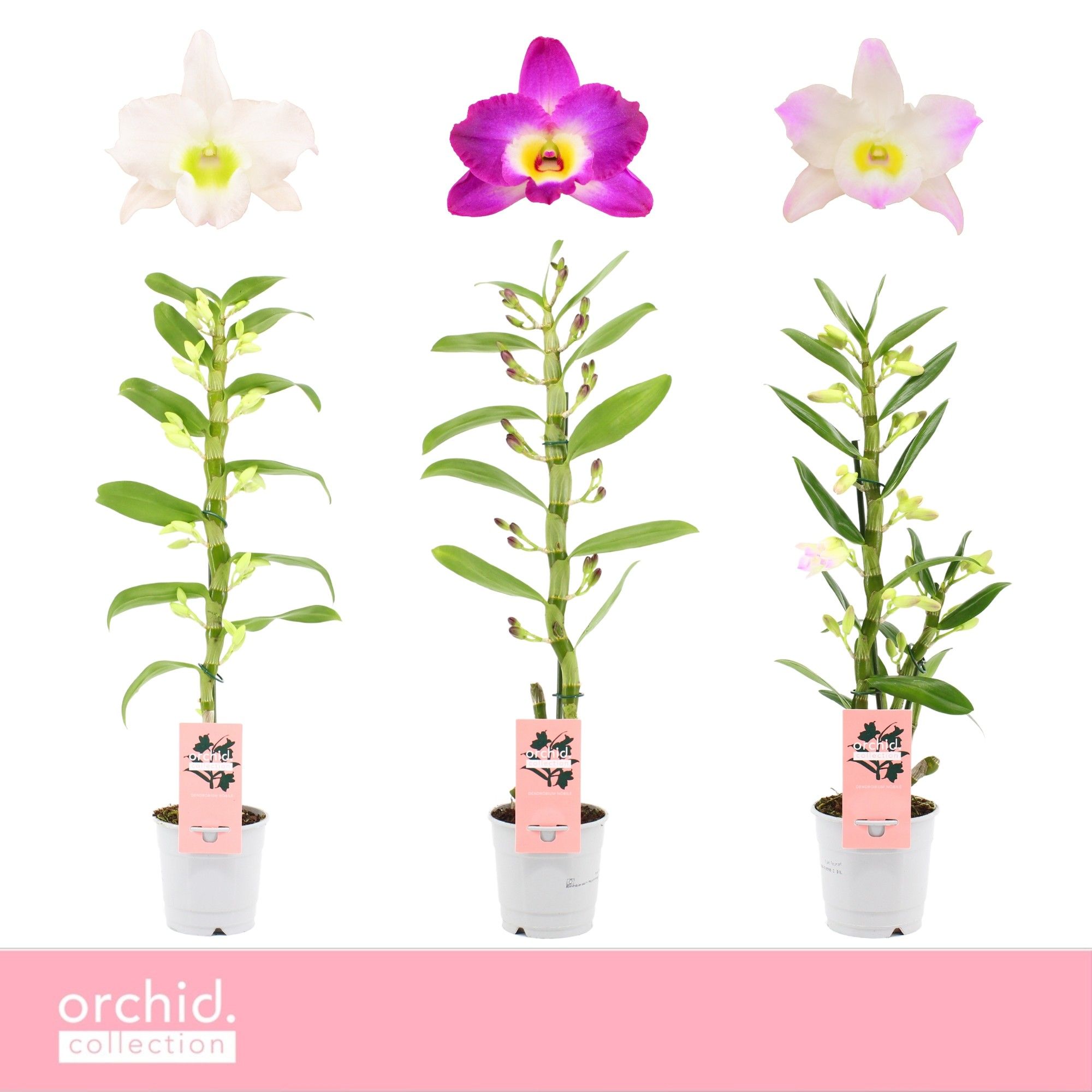 Горшечные цветы и растения оптом Dendr Nob 1st Mix от 10шт из Голландии с доставкой по России