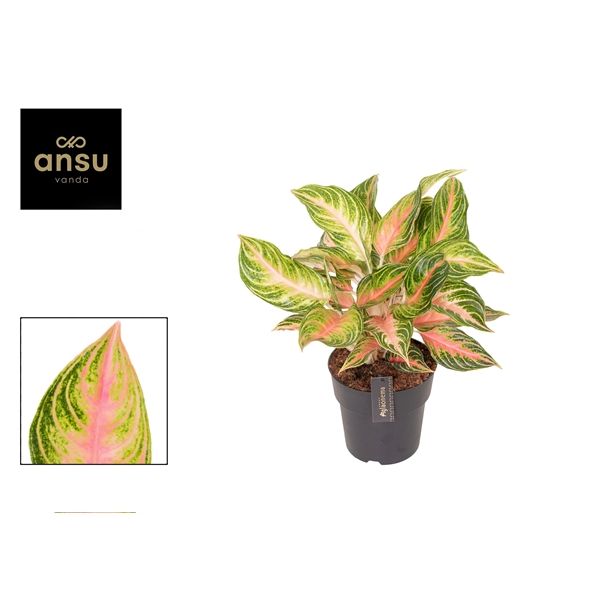 Горшечные цветы и растения оптом Aglaonema Eyecatcher от 3шт из Голландии с доставкой по России