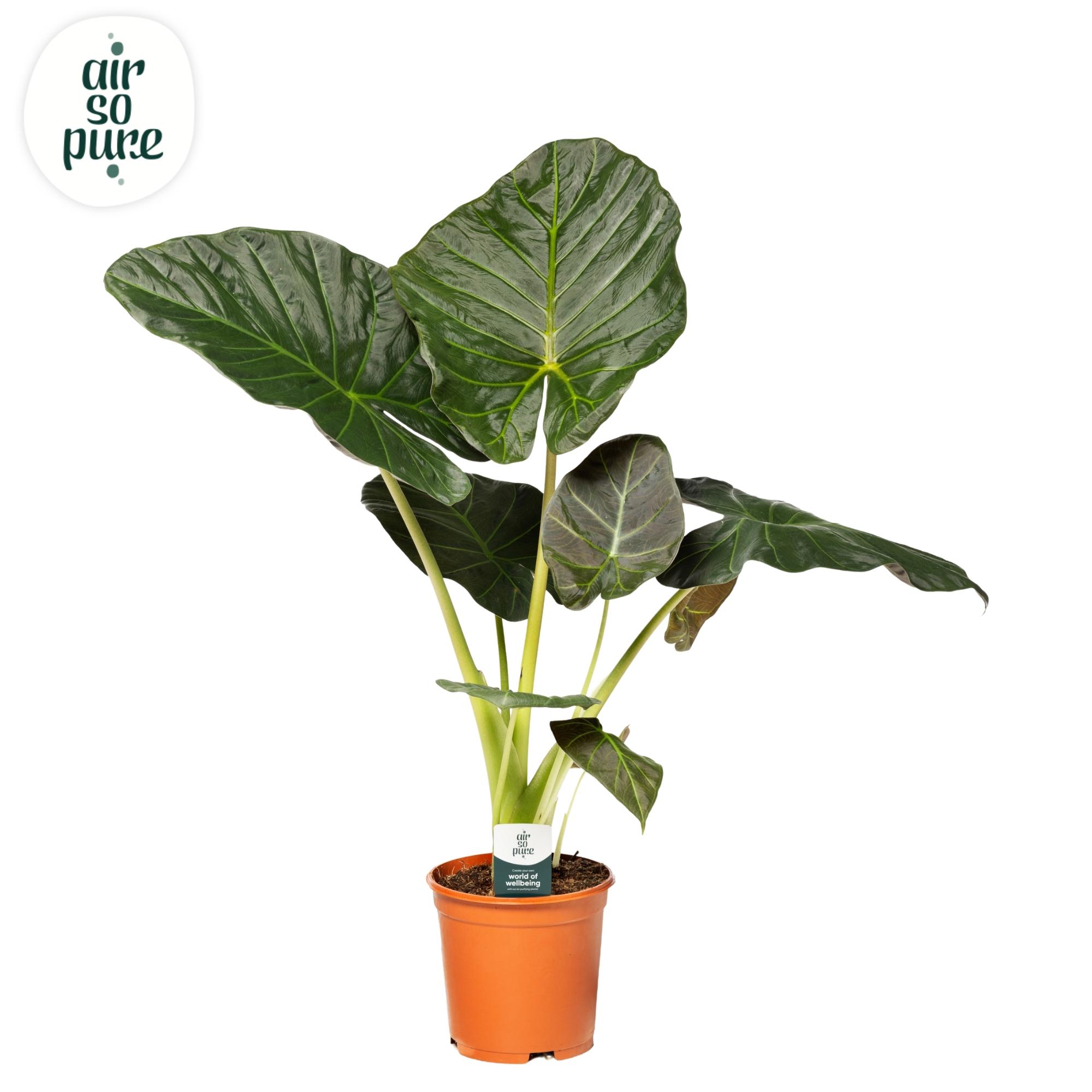 Горшечные цветы и растения оптом Alocasia Regal Shield от 1шт (для телеги) из Голландии с доставкой по России