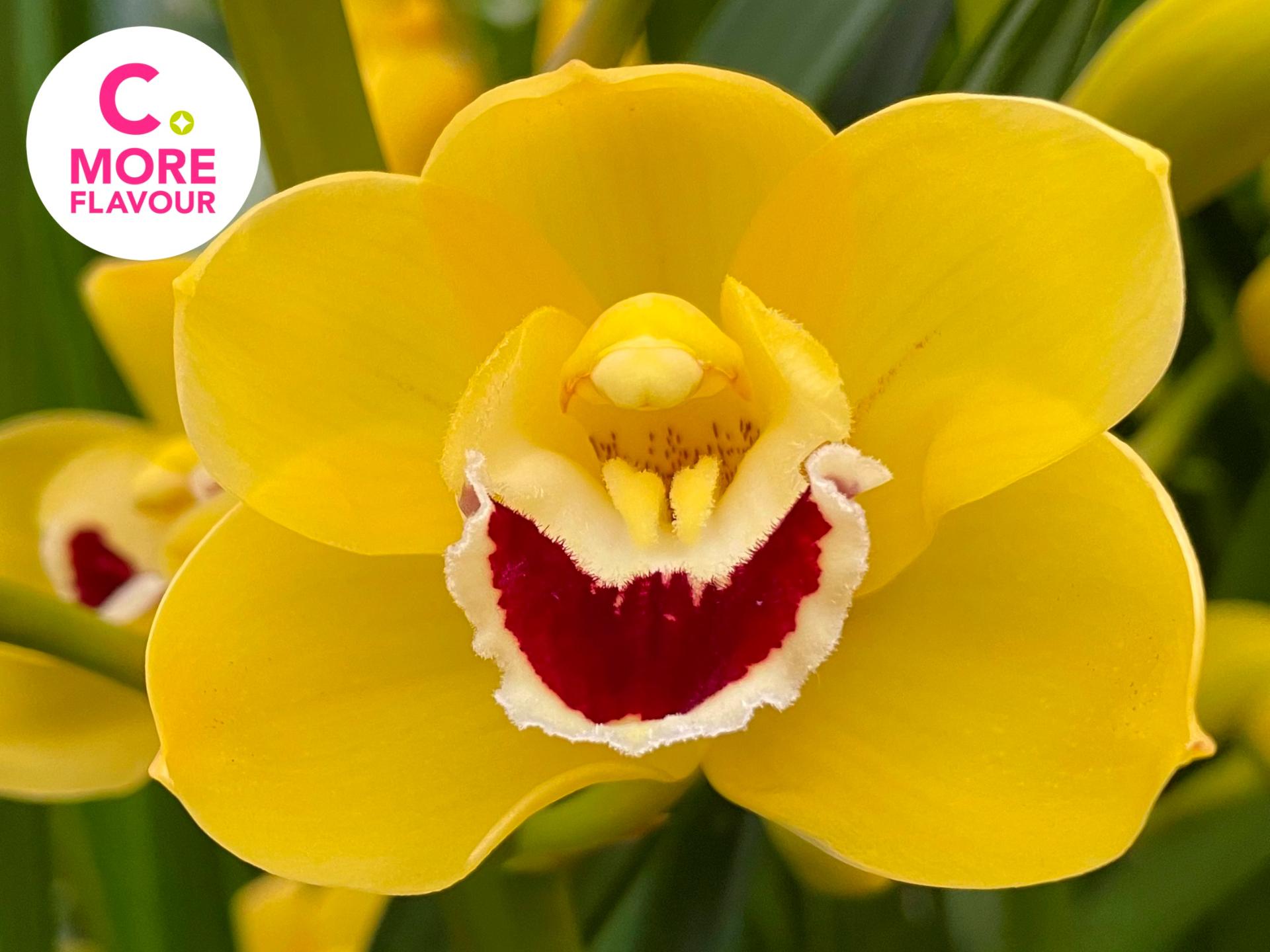 Срезанные цветы оптом Minicymbidium yellow blommenfees golden boy от 20шт.. из Голландии с доставкой по России