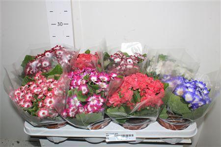 Горшечные цветы и растения оптом Peri C Venez Gem от 8шт из Голландии с доставкой по России