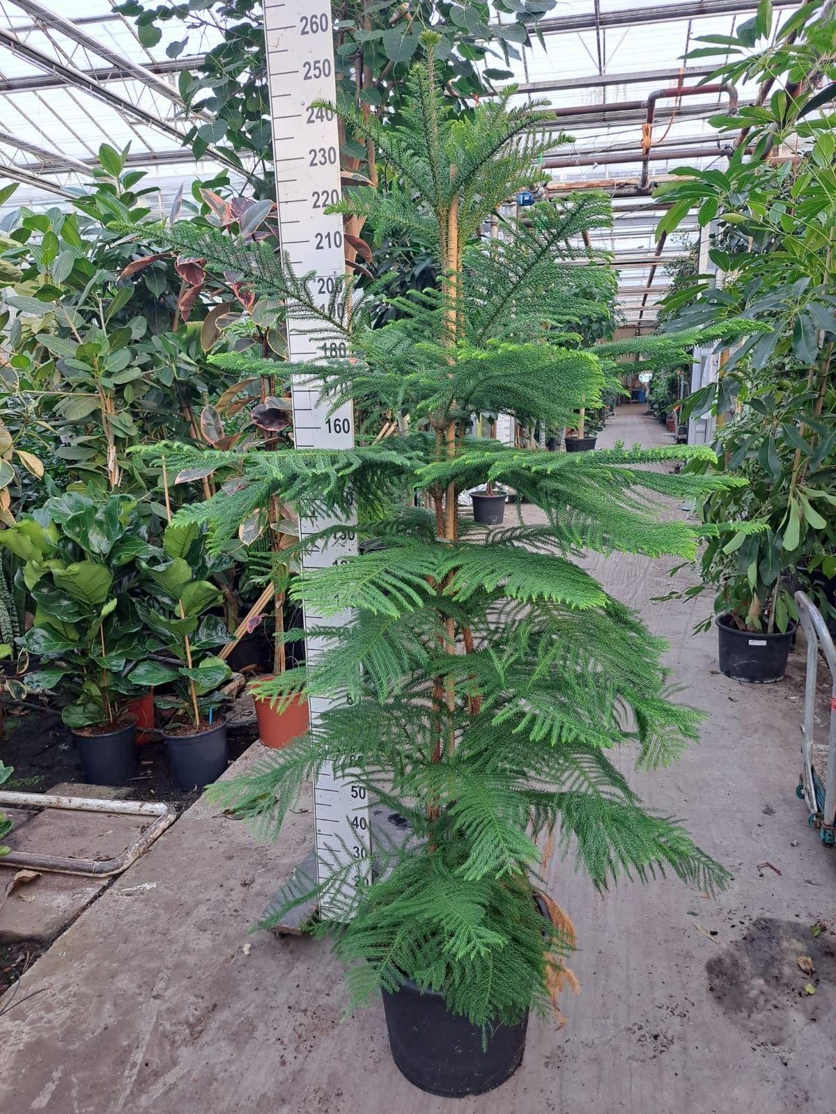 Горшечные цветы и растения оптом Araucaria Heterophylla от 1шт из Голландии с доставкой по России