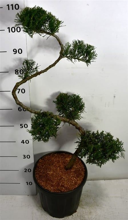 Горшечные цветы и растения оптом Juniperus Pfitz Mint Julep от 1шт из Голландии с доставкой по России