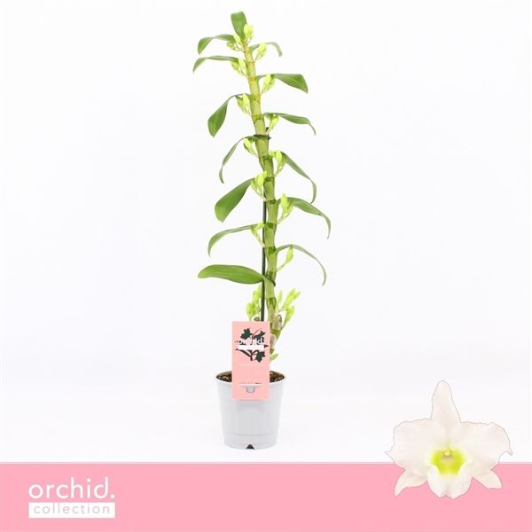 Горшечные цветы и растения оптом Den Nob 1st Apollon Orchid Collection от 10шт из Голландии с доставкой по России