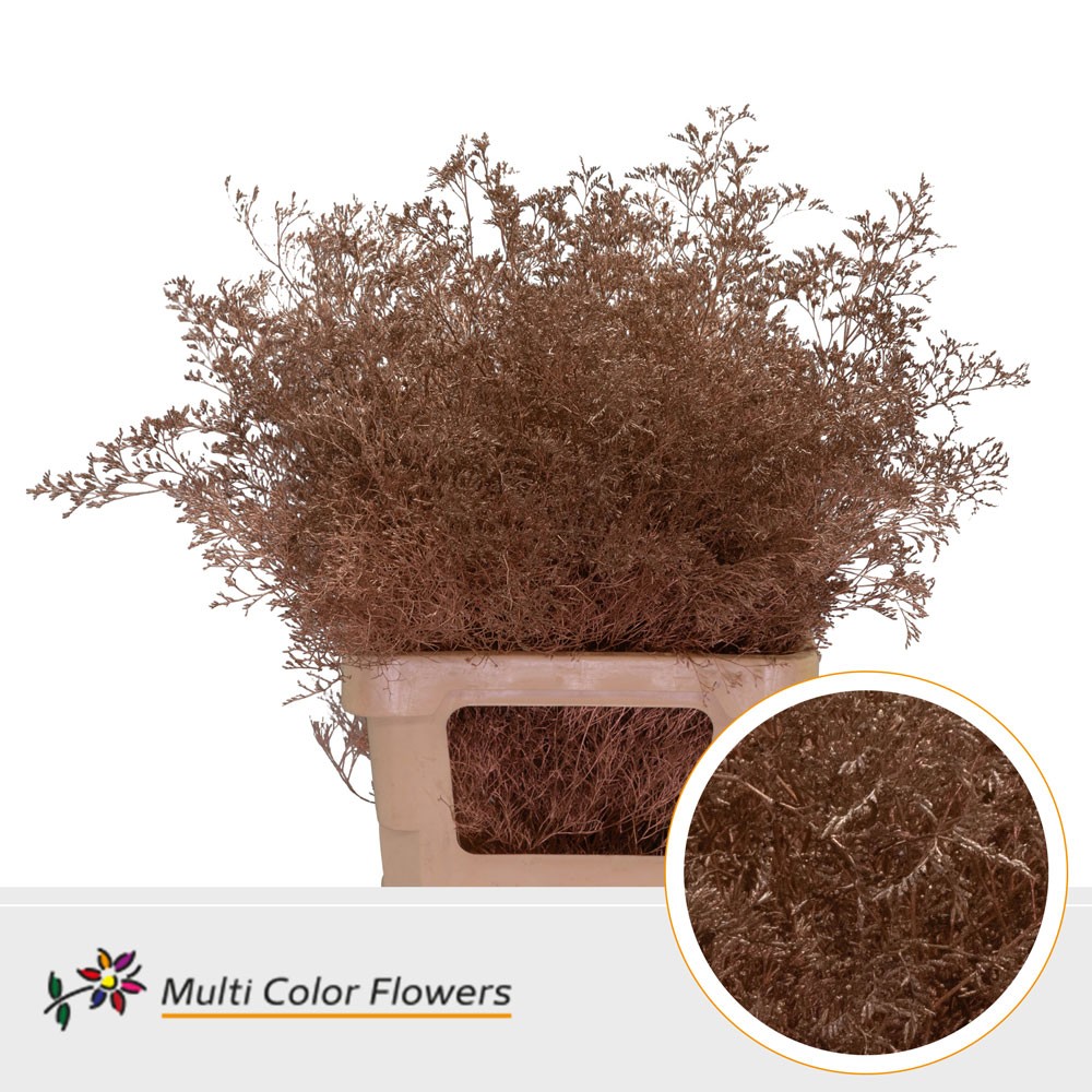 Срезанные цветы оптом Limonium beltlaard paint copper от 25шт из Голландии с доставкой по России
