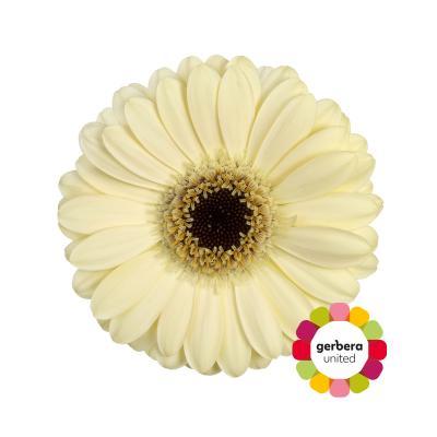 Срезанные цветы оптом Germini diamond casillas+ от 20шт из Голландии с доставкой по России