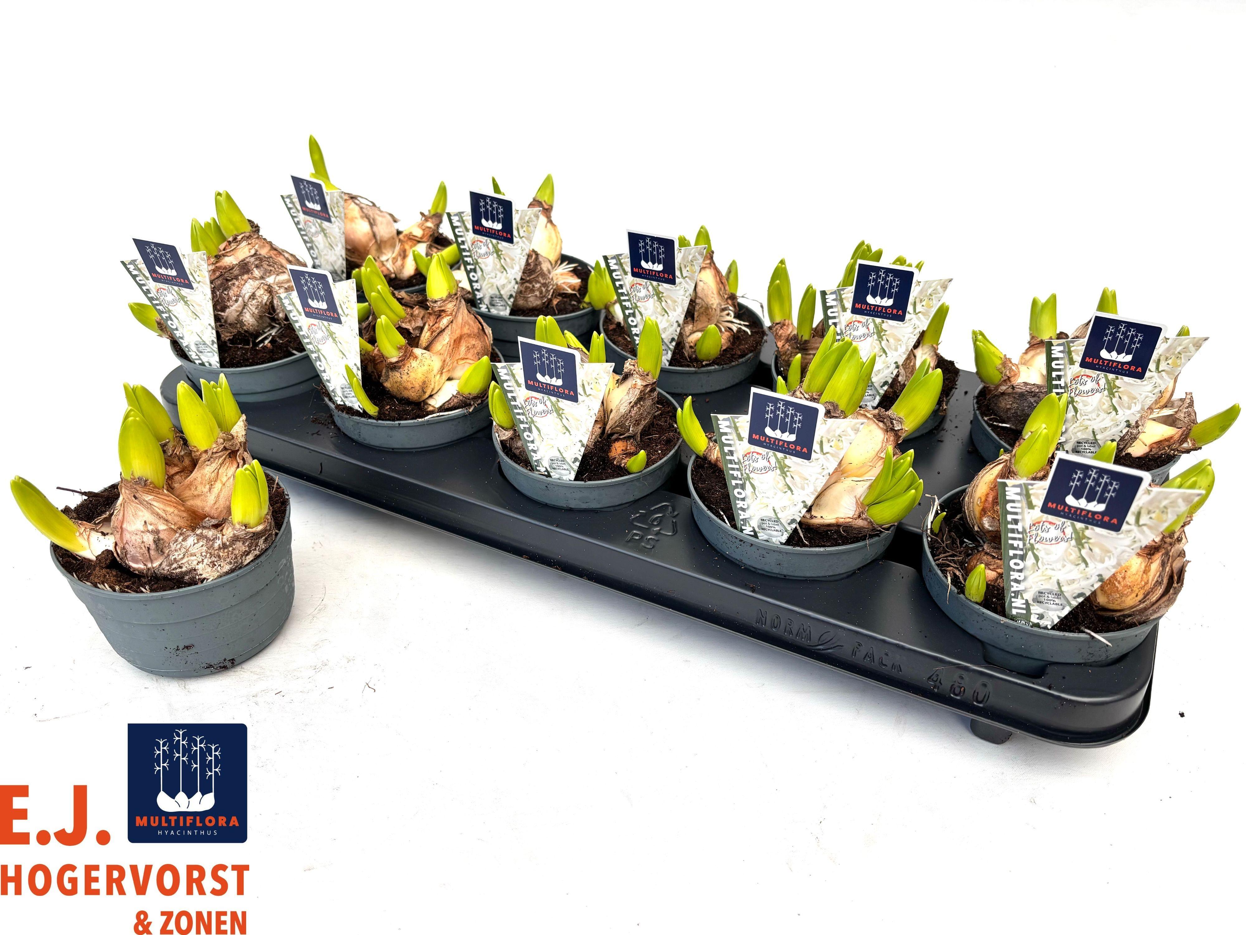 Горшечные цветы и растения оптом Hyacin Mult Ov от 10шт из Голландии с доставкой по России