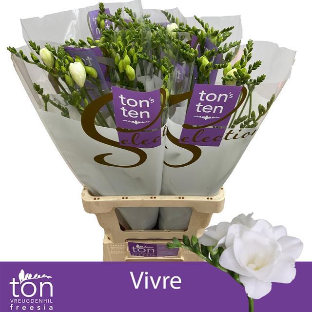 Срезанные цветы оптом Freesia do vivre от 50шт из Голландии с доставкой по России