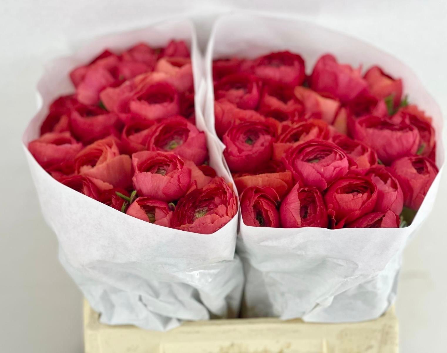 Срезанные цветы оптом Ranunculus clooney fragolino от 60шт из Голландии с доставкой по России