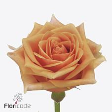 Срезанные цветы оптом Rosa large novi! от 50шт из Голландии с доставкой по России