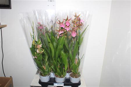 Горшечные цветы и растения оптом Brassia Summer Dream 1 Branche от 8шт из Голландии с доставкой по России