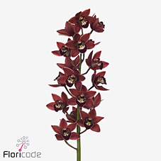 Срезанные цветы оптом Minicymbidium red georgina от 10шт.. из Голландии с доставкой по России