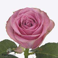 Срезанные цветы оптом Rosa large renaissance от 40шт из Голландии с доставкой по России
